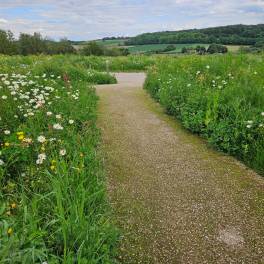 The Buiten of Type Hillside Royal 4 - nr. 134 in Landal Gulpen