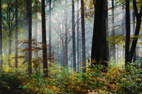 The Buiten of Type Forest Cabin 4 - nr. 130 in Vakantiepark Schaijk