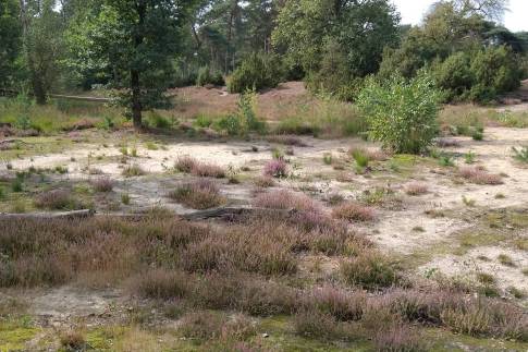 The Omgeving of nr. 042 - type Bungalow 4C in Landal De Peel