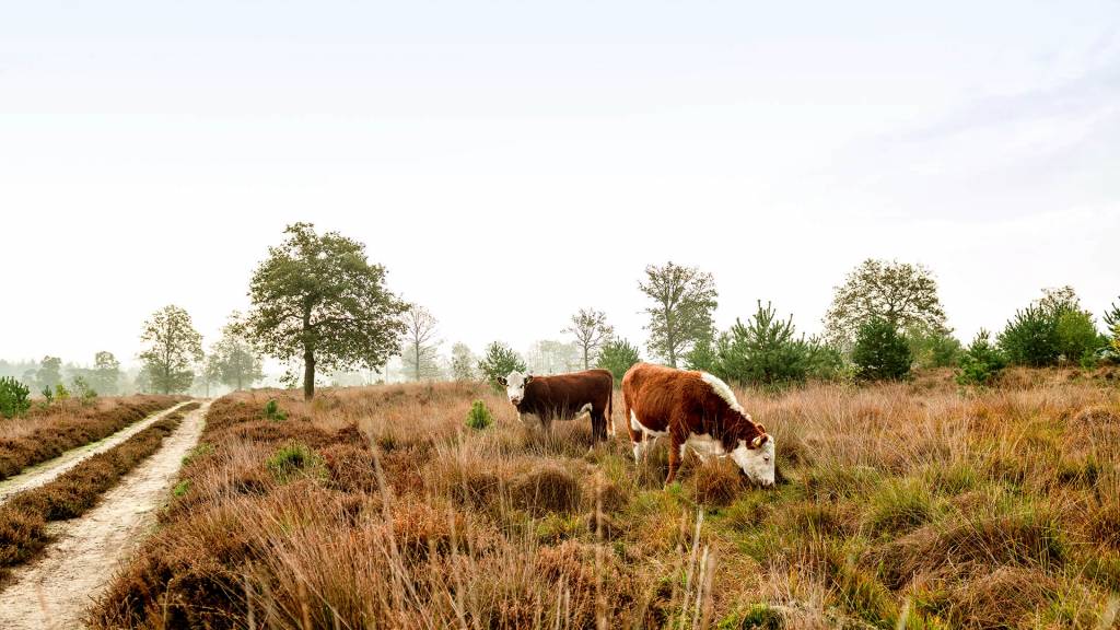 Landal PUUR Exloo - Vakantiemakelaar